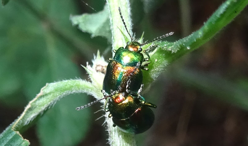 Chrysolina fastuosa, Chrysomelidae